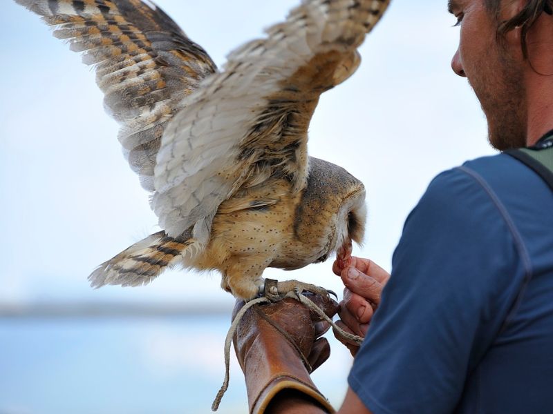 Actividades con animales